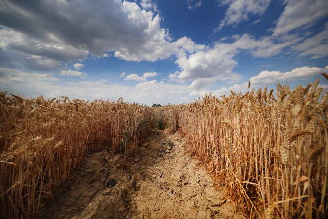 Un champ de blé dans les Weppes, dans le nord de la France, le 24 juillet.