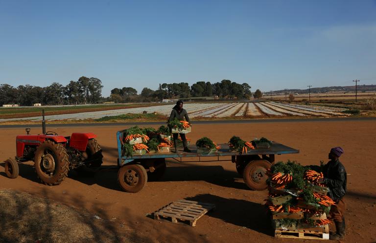 Siphiwe Sibeko / REUTERS Sur une exploitation agricole d’Eikenhof, près de Johannesburg, en Afrique du Sud, en juin 2018.