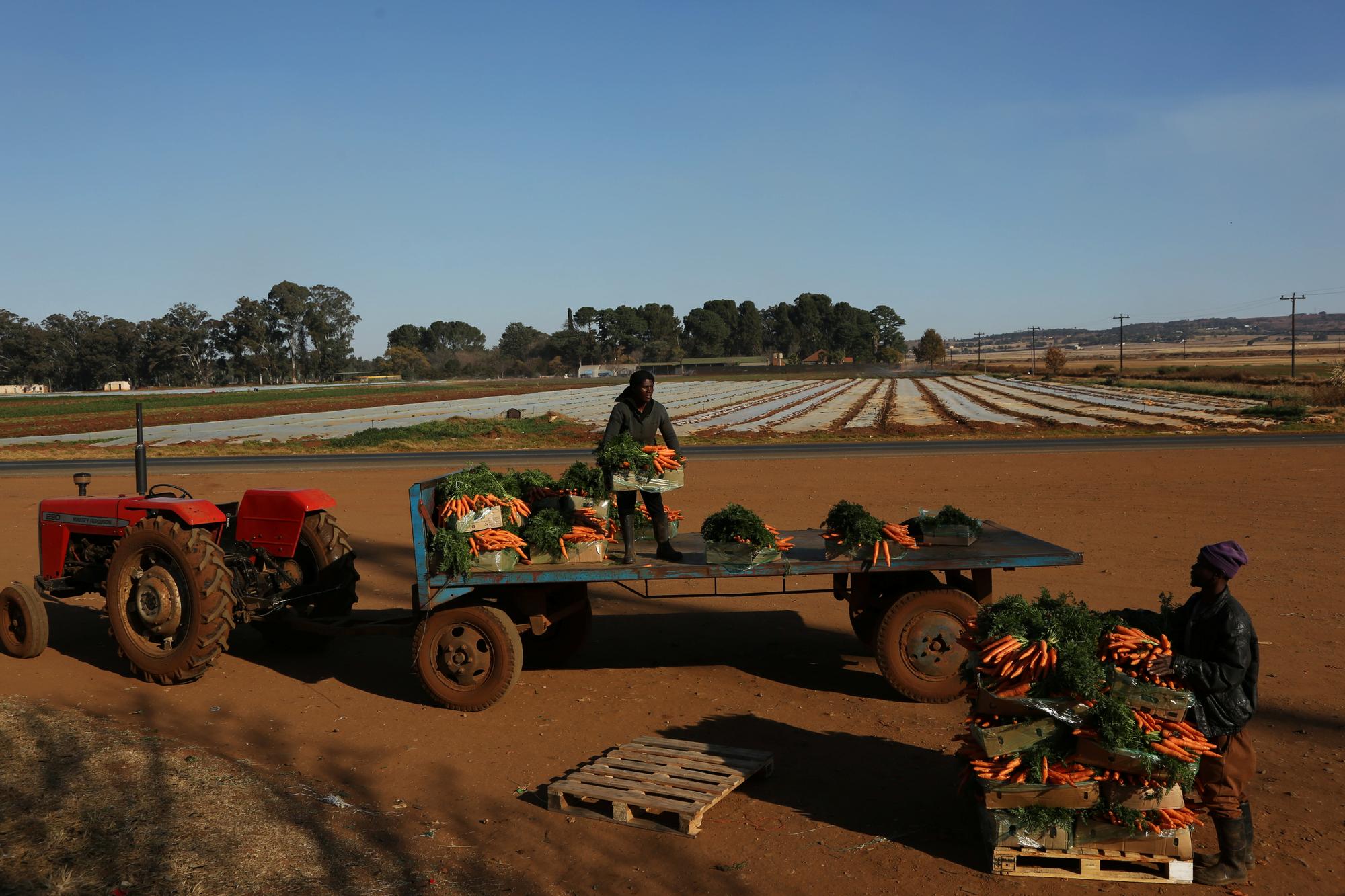 Agriculture  Toute l'actualité sur Le Monde Afrique.