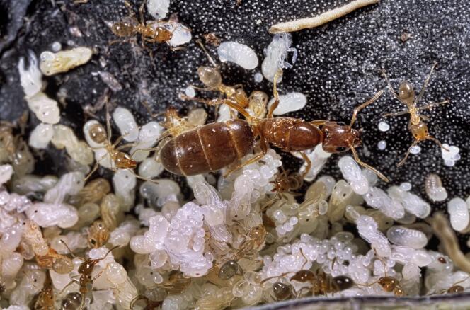 Des fourmis et leur reine (grande, au centre) au milieu de leurs œufs et de leurs larves.
