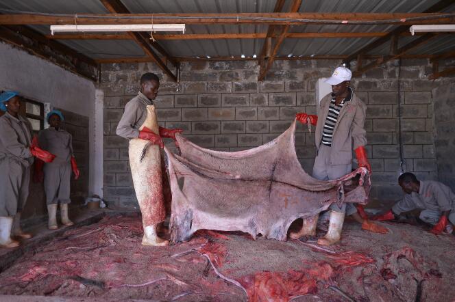 Des ouvriers tiennent une peau d’âne dans un abattoir spécialisé à Baringo, au Kenya, le 28 février 2017.