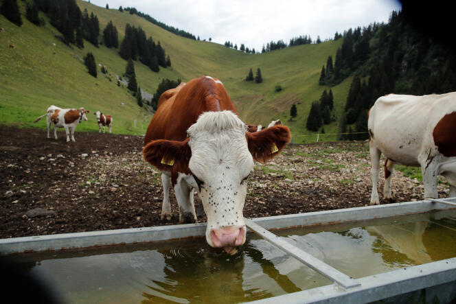 Des hélicoptères de l’armée ont été mobilisés pour distribuer de l’eau aux vaches en Suisse.