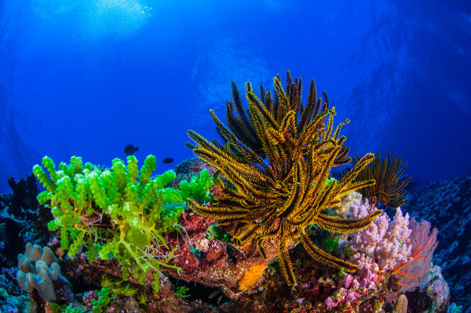 Récifs coralliens d’Entrecasteaux, en Nouvelle-Calédonie.