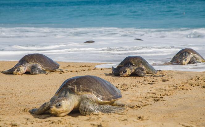 Le 20 juillet 2018, des tortues golfina (ou tortue olivâtre) sur la plage de Ixtapilla, dans l’Etat du Michoacan au Mexique.