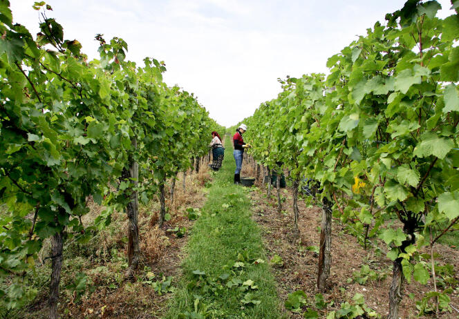 Cueillette du raisin par des travailleurs saisonniers dans les vignes d'Itterswiller (Bas-Rhin).