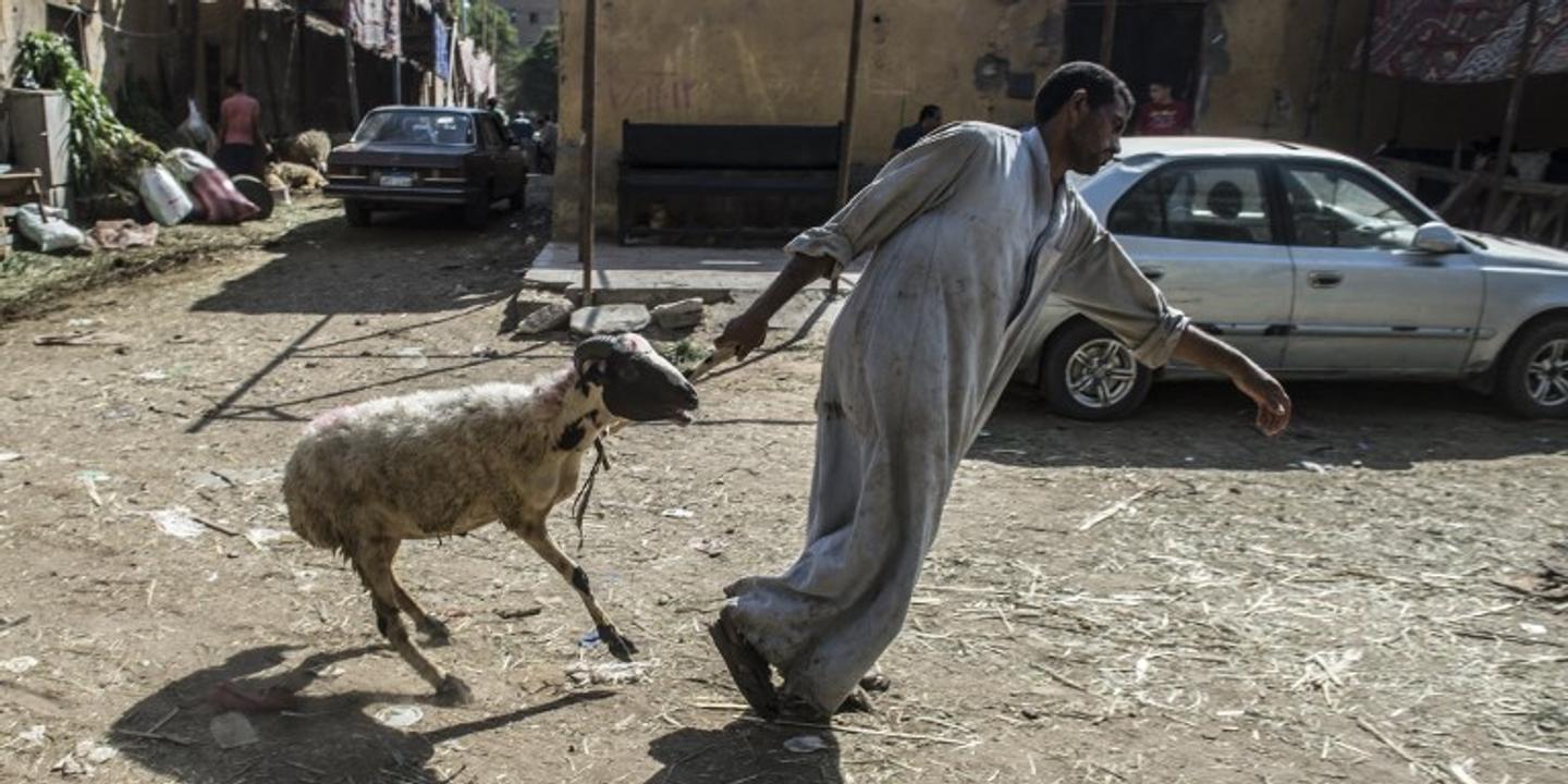 Au Caire Sacrifier Un Mouton Dans La Rue Est Passible D Une Amende