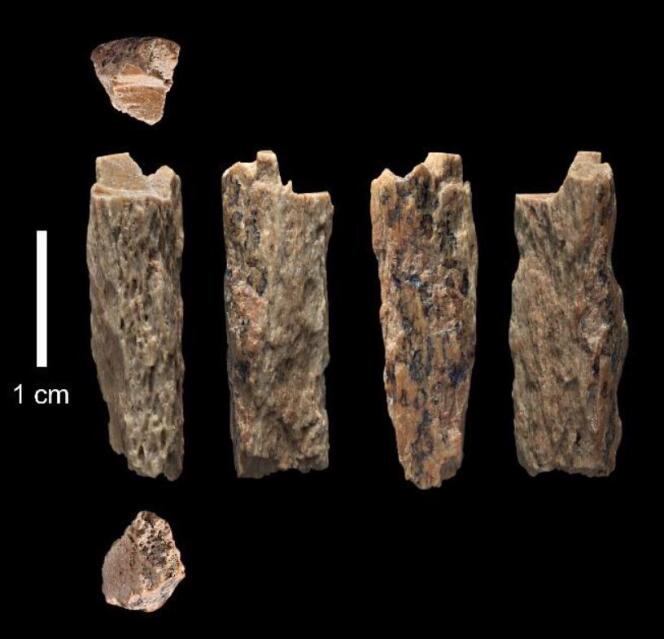Cet os trouvé en 2012 dans la grotte de Denisova (Altaï) appartenait à une adolescente dont la mère était néandertalienne, et le père dénisovien.