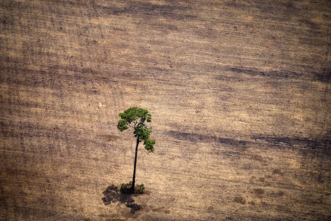 Déforestation au milieu de la jungle amazonienne, dans la région de Prada (Brésil), en 2014.