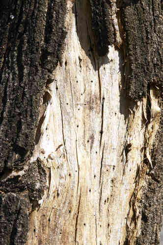 L’arbre touché est écorcé et parsemé de trous minuscules. Dans les sillons, un champignon se développe et, à terme, asphyxie la jeune écorce. Les pesticides sont inefficaces.