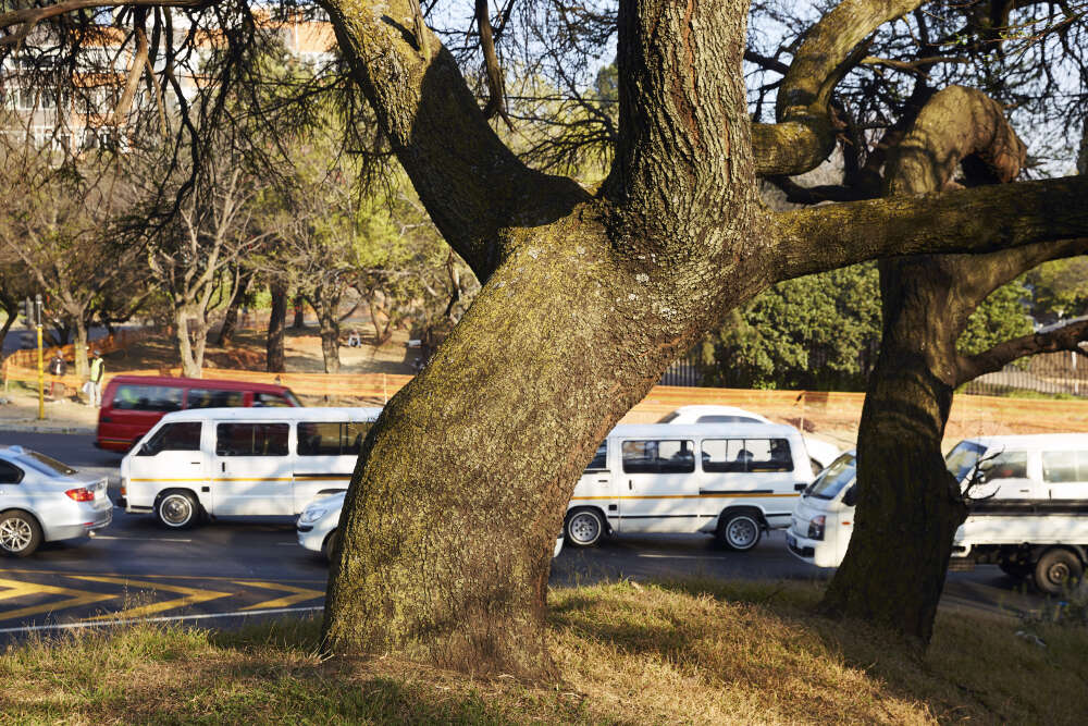 Les habitants sont invitÃ©s Ã  signaler les arbres malades au dÃ©partement des parcs et forÃªts. Impossible nÃ©anmoins de savoir combien dâ€™arbres sont concernÃ©s.
