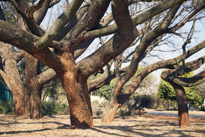 Les habitants sont invités à signaler les arbres malades au département des parcs et forêts.