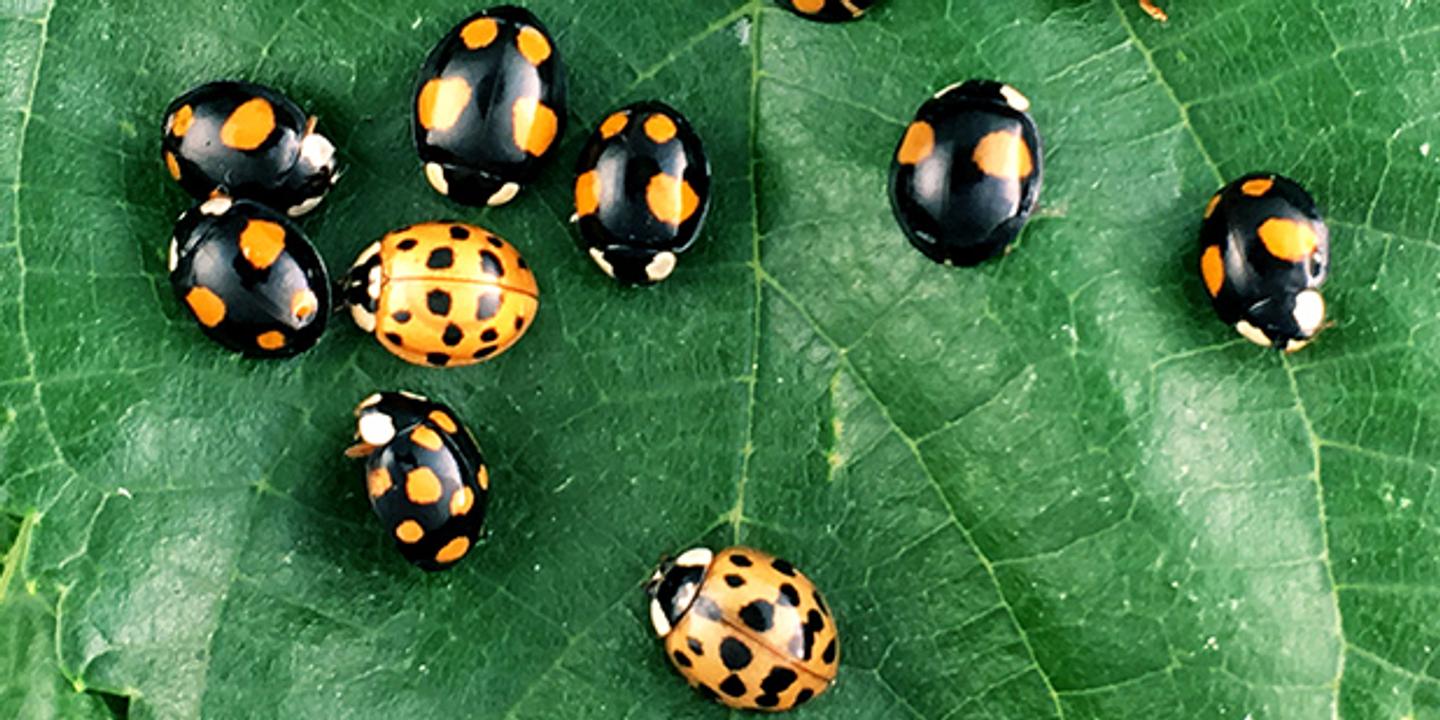 Les Droles De Pois De La Coccinelle Arlequin Les Droles De Pois De La Coccinelle Arlequin