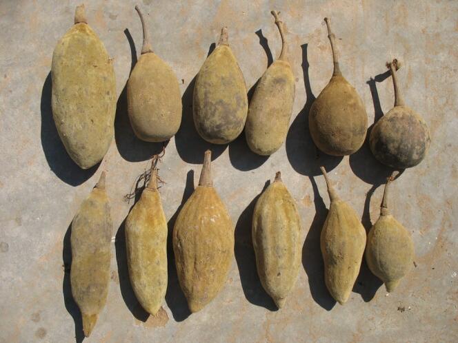 Le fruit du baobab.