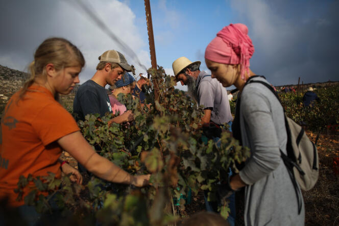 Des évangéliques américains de l’association HaYovel vendangent une parcelle de vignes à Ofra, une colonie israélienne située en Cisjordanie, le 26 août.