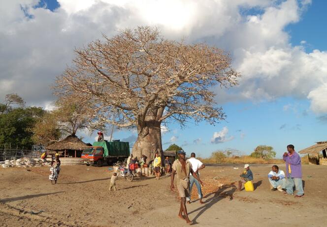 Un baobab au Mozambique.