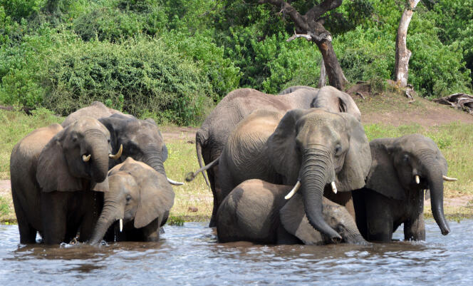 L’Union internationale pour la conservation de la nature (UICN) estime que le très rémunérateur trafic de l’ivoire a tué plus de 300 000 éléphants au cours de la dernière décennie en Afrique.