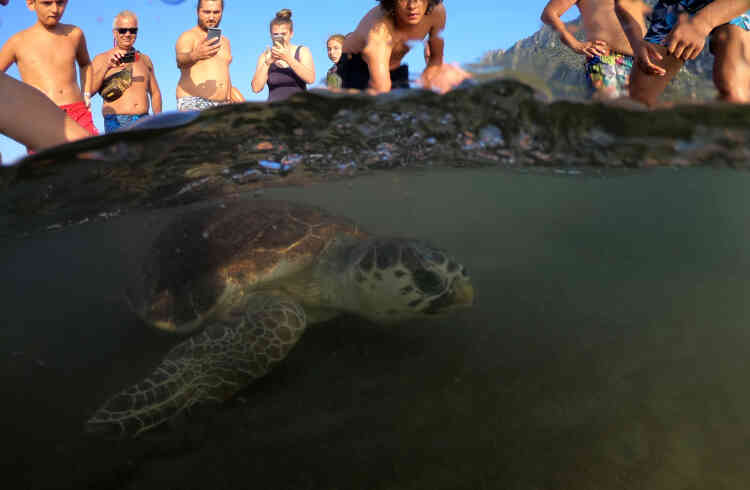 Sous les regards des touristes, une tortue marine est relâchée en mer après avoir été soignée, le 25 août.