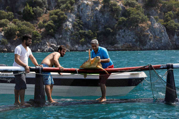 Le professeur Yakup Kaska remet une tortue de mer en cage après un contrôle médical.