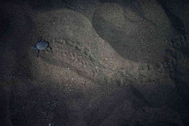 Une petite tortue de mer rampe vers la mer, le 17 juillet. Les tortues caouannes, ainsi que les tortues vertes qui vivent également le long de la côte turque, sont deux des neuf types de tortues de la Méditerranée.