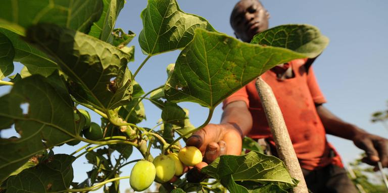 KAMBOU SIA/AFP A Taabo, en Côte d’Ivoire, dans une plantation de jatropha.