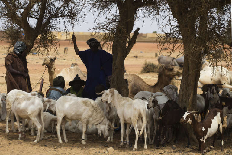 Des bergers près de Mopti, dans le centre du Mali, en mars 2013.