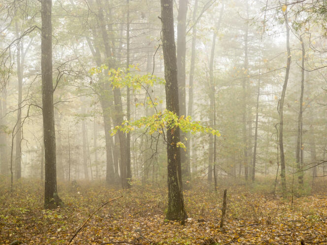 Dans une forêt américaine. Image extraite de la série « Fog ».