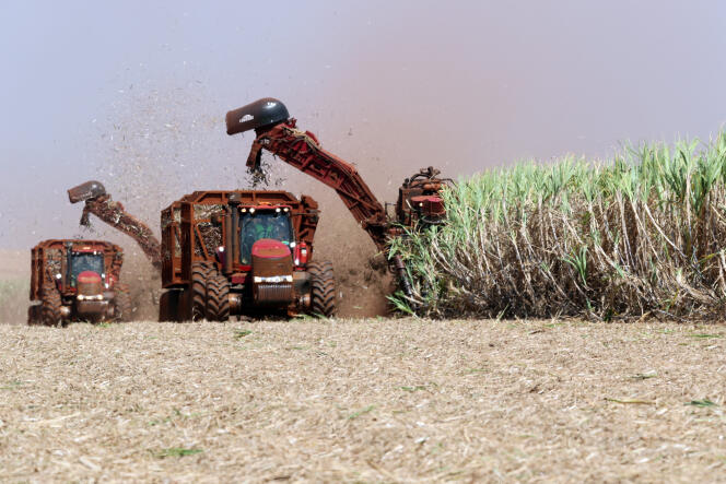 Récolte de la canne à sucre, à Pradopolis, au Brésil, le 13 septembre.