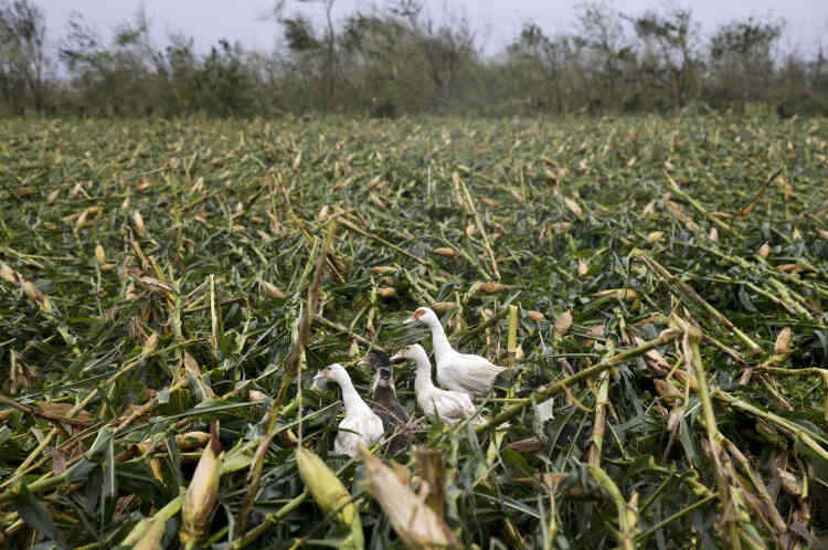 Le 15 septembre, dans un champ de maïs devasté près de la ville de Tuguegarao, dans le nord-est des Philippines. Le pays tentait déjà, avant le passage du typhon Mangkhut, de faire face à une pénurie de riz. Selon les premières estimations du ministère de l’agriculture, 250 730 tonnes de riz paddy (brut) ont été perdues ainsi que 1 204 tonnes de maïs.