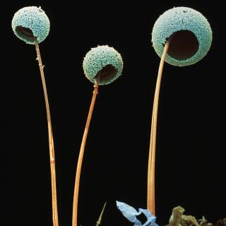 Aspergillus fumigatus fungus. Coloured scanning electron micrograph (SEM) of fruiting bodies of the fungus Aspergillus fumigatus. This fungus causes aspergillosis in humans. The round structures (conidia) are covered in tiny spores, about to be released into the air. A. fumigatus grows in household dust and decaying vegetable matter. Although harmless to healthy people, the fungus can cause complications in people with respiratory complaints or weakened immune systems. Inhalation of the spores may lead to aspergill- osis, infection of the lungs and bronchi, which can be fatal in some cases. Magnification unknown.