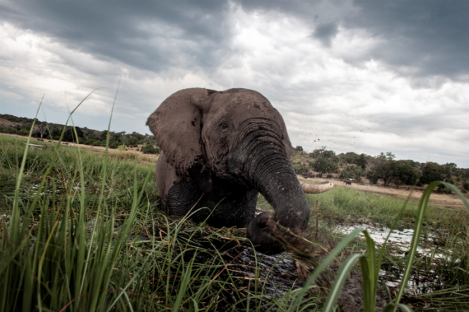 Un éléphant dans la rivière Chobe, au Botswana, en mars 2015.