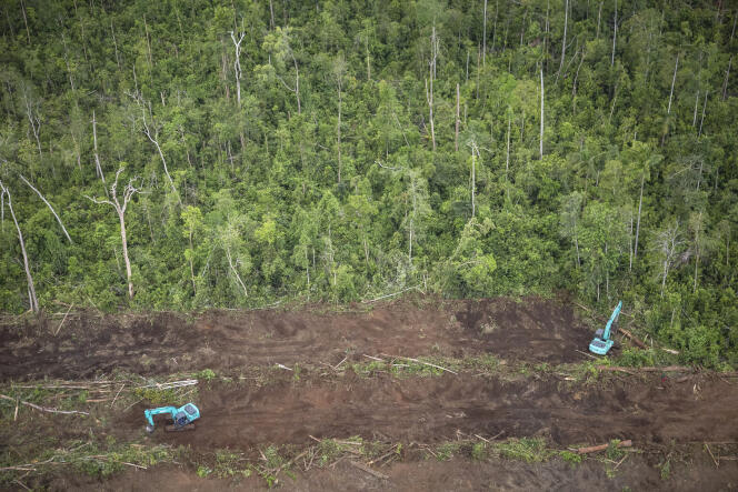 Déboisement pour préparer la plantation de palmiers à huile dans le village de Selauw (Papouasie-Nouvelle-Guinée), en décembre 2017.