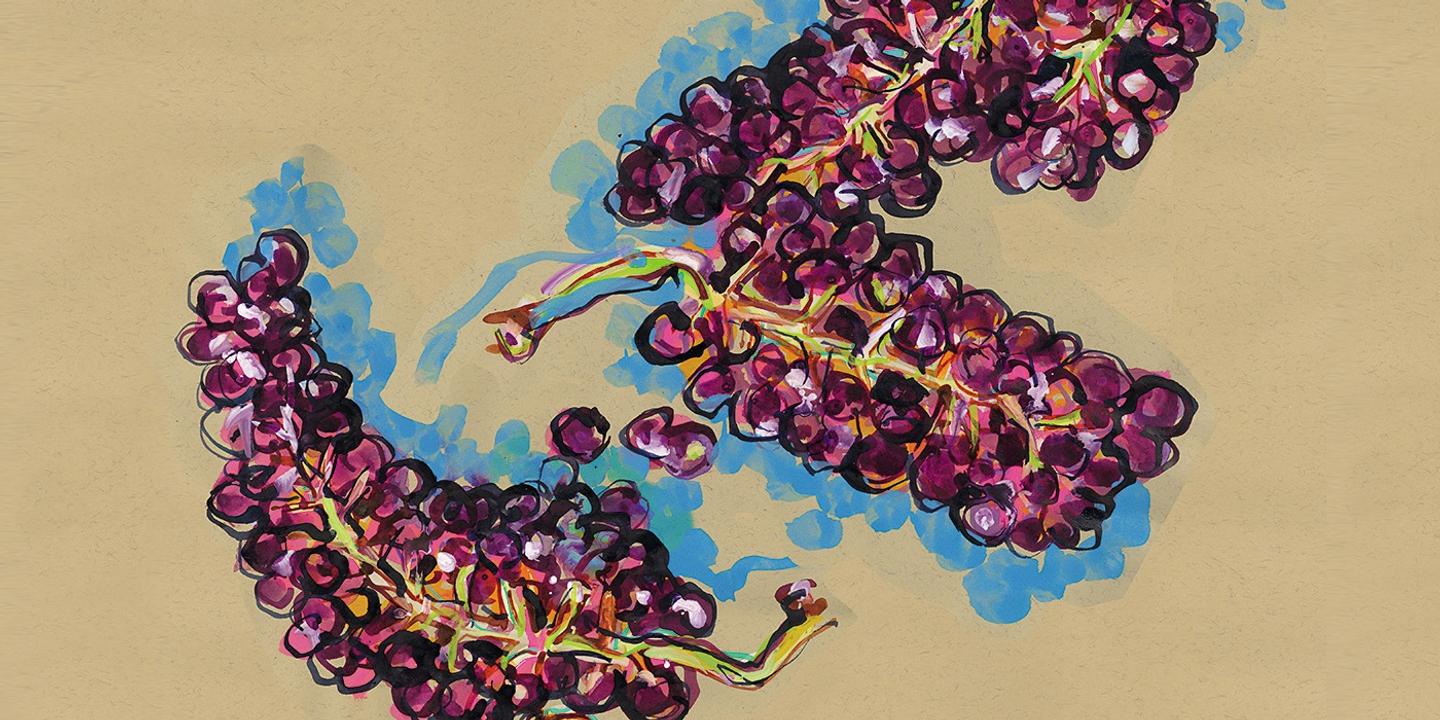 Le raisin framboise, fruit oublié