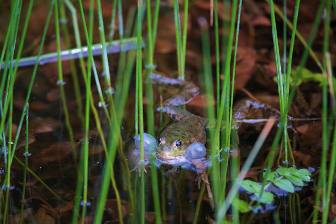 Des espèces, comme la grenouille rieuse, seraient menacées par la construction du barrage de Caussade (Lot-et-Garonne).