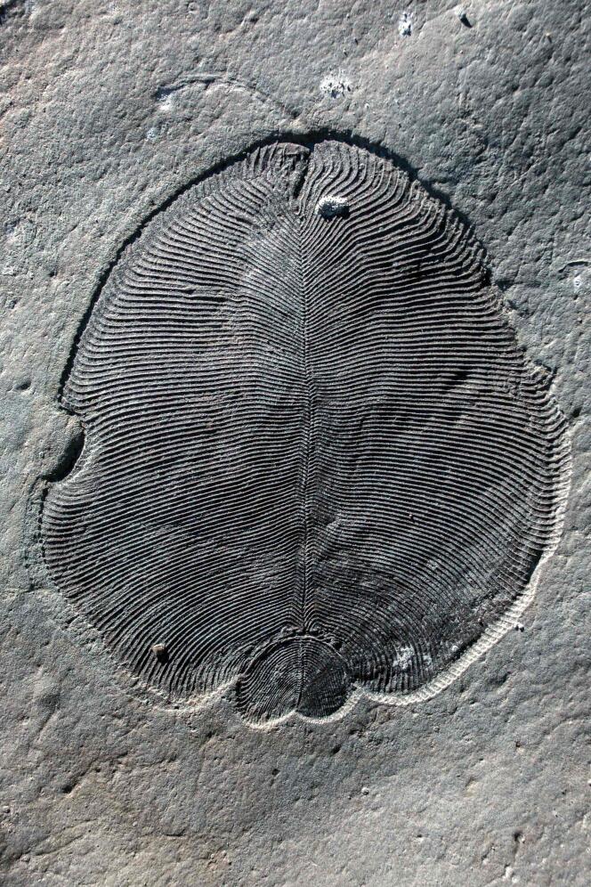 Un fossile de « Dickinsonia », provenant de la région de la mer Blanche, en Russie. Il est de la taille d’une table basse. Il pouvait mesurer plus d’un mètre de longueur.