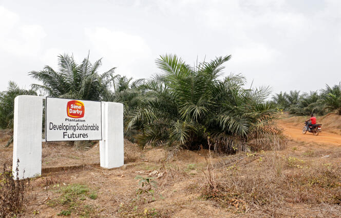 Une plantation du groupe Sime Darby dans le nord-ouest du Liberia, en décembre 2017.