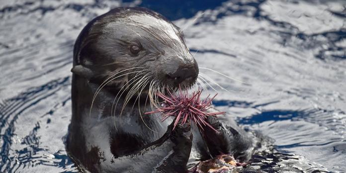 Le Toucher Eclair De La Loutre De Mer