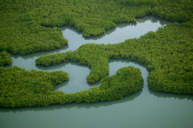 Dans la mangrove de l’archipel des Bijagos (Guinée-Bissau).