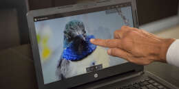 Ecuadoran ornithologist Francisco Sornoza shows a picture of a new species of hummingbird he has discovered, the blue-throated hillstar (Oreotrochilus cyanolaemus), during an interview with AFP in Quito on September 27, 2018.  The blue-throated hillstar is endemic to Ecuador and is under danger of extinction. / AFP / RODRIGO BUENDIA