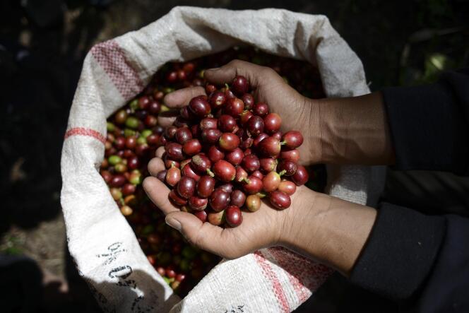 Récolte de grains de café dans la province indonésienne d’Aceh, le 11 mars.