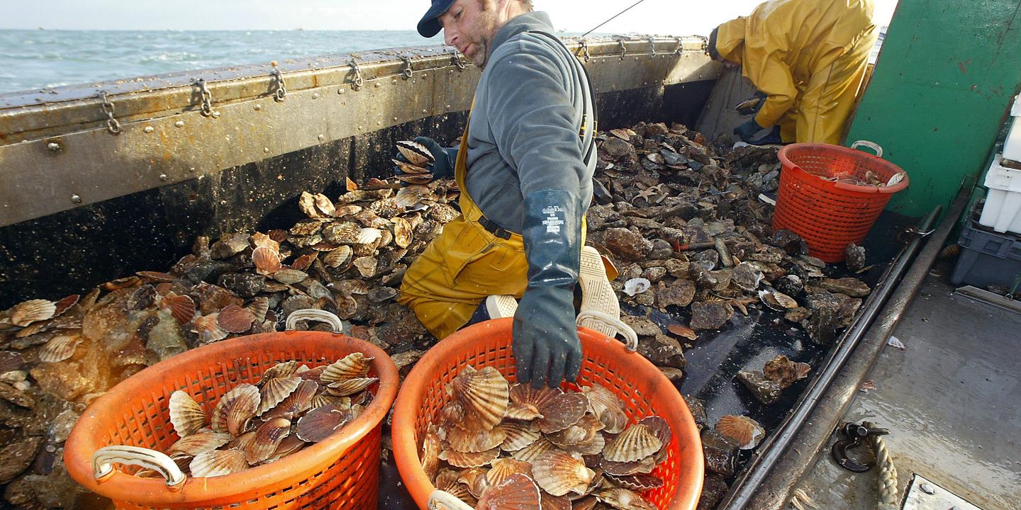 La pêche à la coquille SaintJacques reprend dans le calme