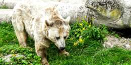 La deuxième ourse, « Sorita, ’petite sœur’, l’a rejointe ce matin (...) D’un an son aîné, elle pèse 150 kilos », selon le communiqué du ministère.