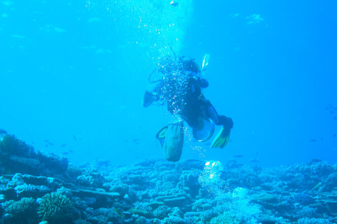 Les plongeurs de la mission dans le lagon de Koumac en Nouvelle-Calédonie, en septembre.