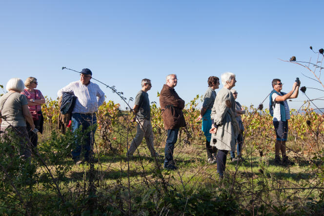 Balade pédestre ponctuée de trois étapes gustatives, dans les vignes du Domaine de Puilacher (Hérault), le 21 octobre.