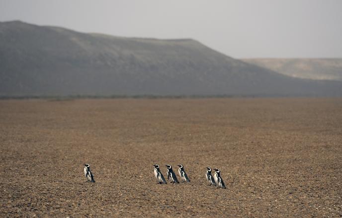La Disparition Des Animaux Pourrait Remettre En Cause Nos