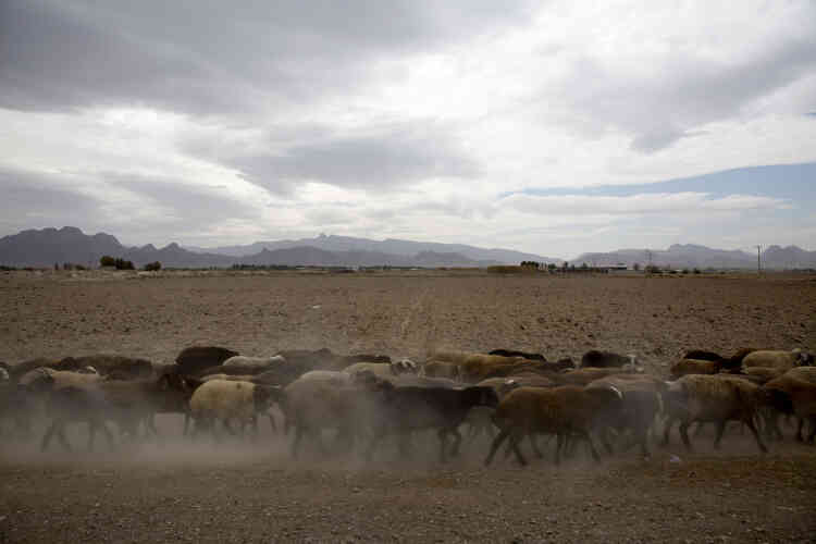 Un troupeau de mouton traverse une ancienne terre cultivée maintenant asséchée dans le village d’Ashkavand, dans la province d’Ispahan.