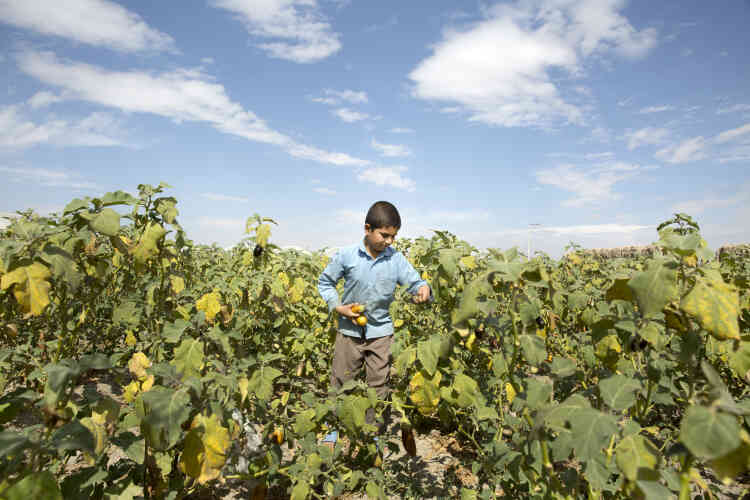 Mohammad Reza a 10 ans. Il cueille les aubergines dans le bout de jardin cultivé, à Ziar. Les agriculteurs de la région manifestent régulièrement pour protester contre les mauvais choix politiques et les conséquences de le sécheresse.