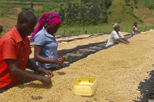 La Coopérative de Kopakama dispose d’une chaîne de transformation complète de transformation du grain.