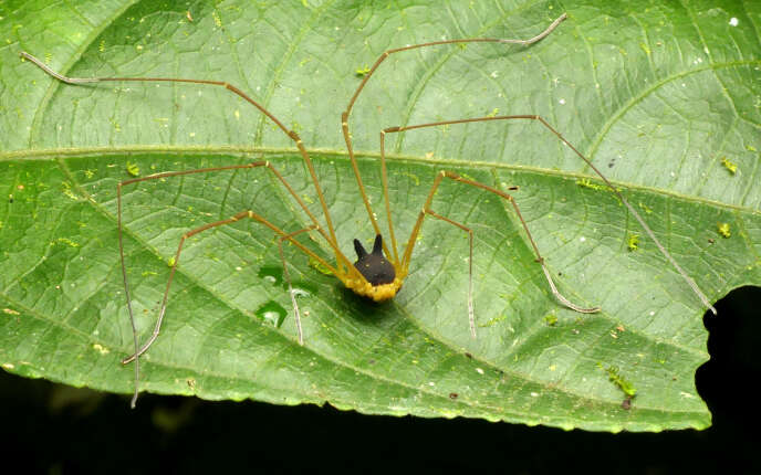 Cet étrange Arachnide équatorien à La Tête De Lapin Jouet