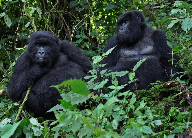 Des gorilles mâles au Rwanda, en 2014.
