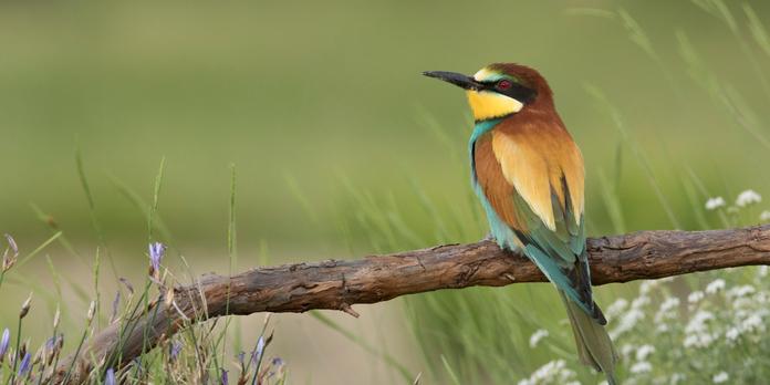 Des Citoyens Rendent Des Terres à La Vie Sauvage